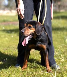 Gennarino un amore in canile