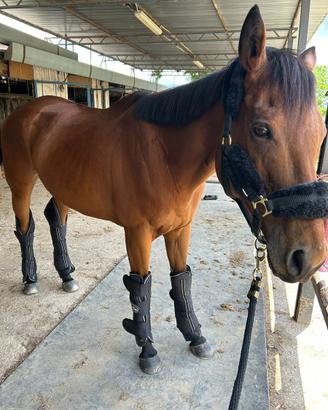 Cavallo