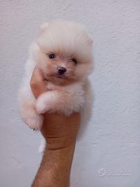Cuccioli di Pomerania