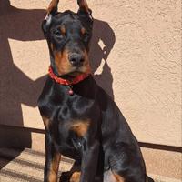 Cuccioli di Doberman