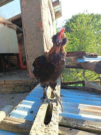 Coppie pulcini razza oliver egger e auracana
