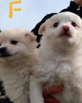 Cucciole di volpino, spitz