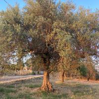 Alberi di ulivo