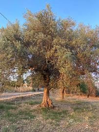 Alberi di ulivo