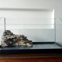 acquario tartarughe 