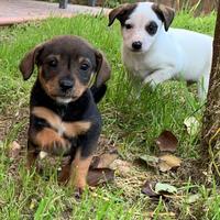 Cuccioli di cane meticcio