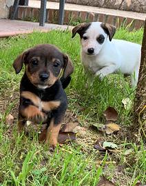 Cuccioli di cane meticcio