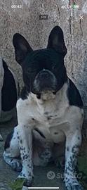 Bulldog francese