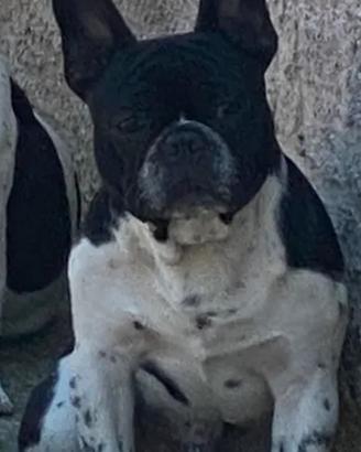 Bulldog francese