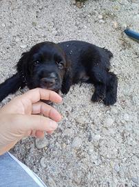 Cocker