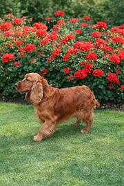 Cocker spaniel femmina adulta