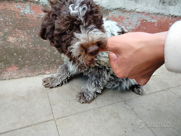 Cuccioli di Lagotto romagnolo