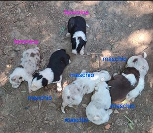 Cuccioli Border Collie