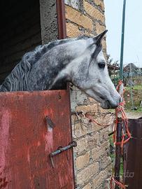 Cavallo arabo