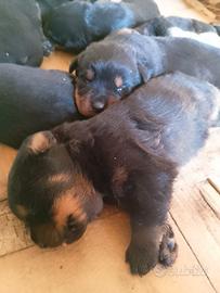 Cuccioli rottweiler