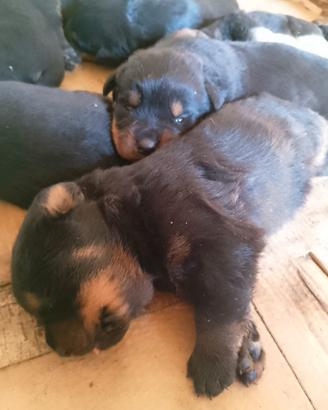 Cuccioli rottweiler