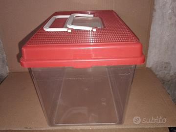 acquario vaschetta pesce rosso 