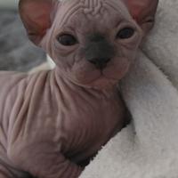 Sphynx cuccioli gatto