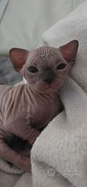 Sphynx cuccioli gatto