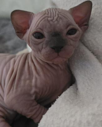 Sphynx cuccioli gatto