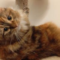 Gatto siberiano
