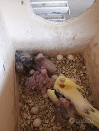 Calopsite da imbecco