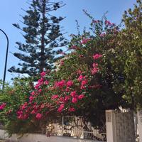 San Vito lo capo "appartamenti in villa "