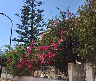 San Vito lo capo "appartamenti in villa "