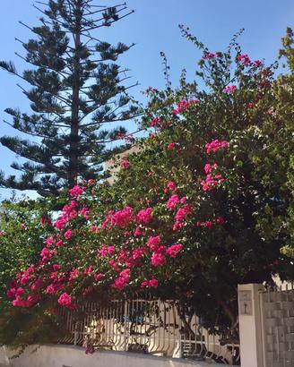San Vito lo capo "appartamenti in villa "