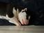 Immagine 4