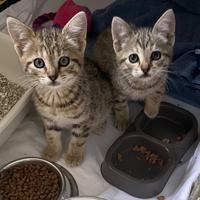 Piccole Sorelline attendono una casa