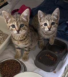 Piccole Sorelline attendono una casa