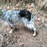 Setter Inglese maschio