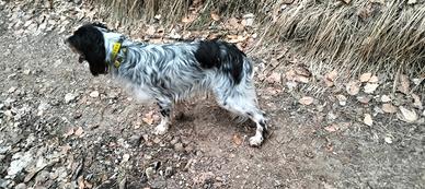 Setter Inglese maschio