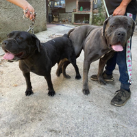 Cane corso