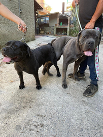 Cane corso