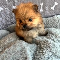 Cuccioli di spitz di pomerania