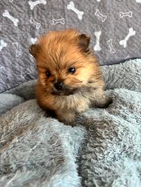 Cuccioli di spitz di pomerania