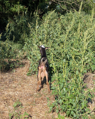 Capretto mascio