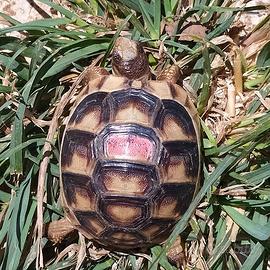 Testudo marginata tartaruga