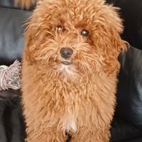 Barboncino nano o toy