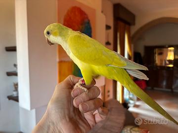 Parrocchetto monaco Pallid verde