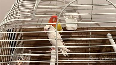 Pappagalli inseparabili coppia