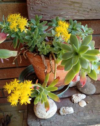 Piante grasse in fiore di Sedum Palmeri