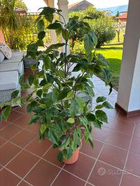 Pianta finta