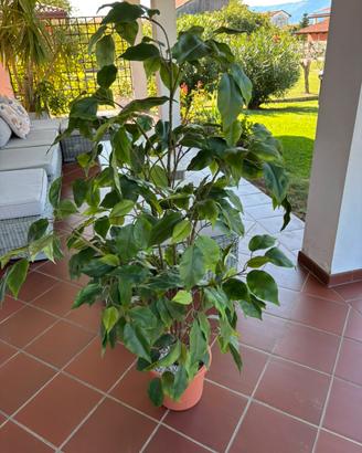 Pianta finta