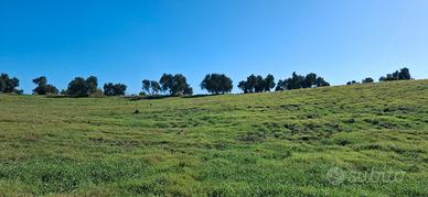 Terreno agricolo irriguo Montalto di Castro