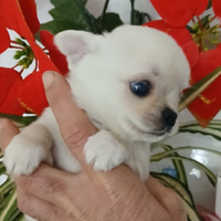 Chihuahua mini Toy