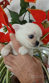 Chihuahua mini Toy