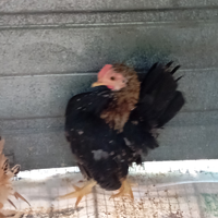 Galline